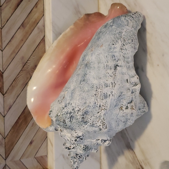 Vintage CONCH Shell - Picture 4 of 9
